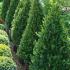 Buxus Cones to buy online, UK