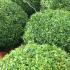 Just clipped - Topiary Balls and Globes buy online - UK delivery