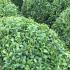 Large sized Buxus Globes for sale at our UK garden nursery