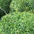 Buxus Microphylla Faulkner Small Leaved Box