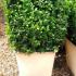 Buxus Square Cubes - Boxwood Topiary Squares 