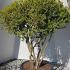 Multi Stem Boxwood or Buxus Sempervirens Topiary