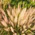 Calamagrostis Brachytricha or Korean Feather Reed Grass is a very attractive ornamental grass - part of our large grasses collection, buy UK.