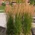 Calamagrostis X Acutiflora Karl Foerster - Feather Reed Grass