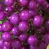 Callicarpa Profusion trained as a climber, pretty lilac flowers and bright purple berries, for sale online UK delivery