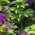 Callicarpa bush with purple berries in Autumn, for sale online with UK delivery