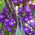 Callicarpa Berries in autumn, buy online UK delivery