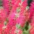 Callistemon Citrinus or Lemon Bottlebrush or Callistemon Lanceolatus. Buy online UK delivery