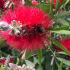 Callistemon trained as a Full Standard Tree, a magnet for bees and other pollinators, buy online UK