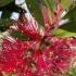 Callistemon Full Standard Bottle Brush Tree with bright pink flower spikes and slender green foliage