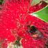 Callistemon Laevis is a magnet for pollinators, aka Bottle Brush shrub, buy online UK