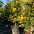 California Incense cedar trees growing at Paramount Plants, buy these trees online with UK delivery