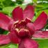 Calycanthus Aphrodite also known as sweetshrub Aphrodite, deciduous shrub, fragrant flowers late spring into summer