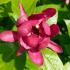 Calycanthus floridus Aphrodite deciduous shrub with large red flowers