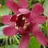 Calycanthus plants displaying Flowers & Buds, buy online with UK delivery