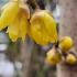 Calycanthus Praecox, Chimonanthus Praacox, Wintersweet