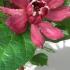 Calycanthus Sweetshrub Hartlage Wine, Raulstonii Hartlage Wine pretty red flowers with white centres on this deciduous ornamental shrub, buy UK