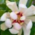 Calycanthus Venus Carolina Allspice shrub with large white flowers and a sweet fragrance