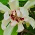 Calycanthus Venus, very pretty white flowering shrub also known as Carolina Allspice, good sized plants for sale online UK delivery. 