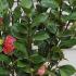 Camellia Reticulata California is a stunning evergreen shrub with large, rose-pink flowers and a beautiful net-like pattern on the leaves, creating a sophisticated display in any garden.