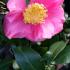 Pink flowering, large blooms on Camellia Reticulata California for sale UK