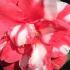 Camellia Japonica Dixie Knight Supreme Red & White Flowers