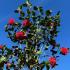 Camellia japonica Adolphe Audusson full standard tree in bloom with large pink flowers