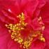 Camellia Japonica Australis, vivid red flowering Camellias to buy online, UK