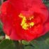 Camellia Japonica Blood of China Red Flowering Evergreen Shrub