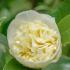 White and yellow flowering Camellia Japonica Brushfields Yellow, part of our extensive Camellia collection for sale online UK delivery.