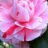 Camellia Japonica Comte De Gomer