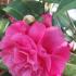 Camellia Japonica Debbie, pink Camellias for sale online UK