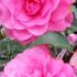 Camellia Japonica Debbie a beautiful pink flowering variety to buy online UK.