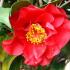 Camellia Japonica Dr Burnside flower close up detail