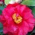 Camellia Japonica Dr Burnside, a beautiful red flower with bright golden stamens and evergreen foliage.