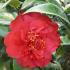 Camellia Japonica Dr Burnside flower detail with evergreen foliage - buy these plants online UK delivery