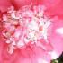 Camellia Japonica Elegans, Spring Flowering Evergreen Shrub, UK