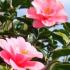 Camellia Japonica Elegans for sale online with UK delivery