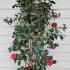 Camellia Japonica Erebo, Flowering evergreen shrubs to buy online UK