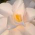 Camellia Japonica Hagoromo, beautiful white flowering Camellia with profuse flowering buy online UK