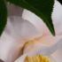 Close up of white bloom of Camellia Hagoromo for sale at our London plant centre and online for delivery UK