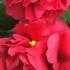 Camellia Japonica Kirin No Homare - produces large scarlet red flowers in a double peony shape