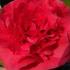 Camellia Japonica Kramers Supreme has deep red Peony Shaped Flowers. For sale at our London nursery, delivery nationwide UK