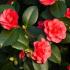 Red flowering Camellia Japonica Lady Campbell buy online from our Camellia collection, we deliver throughout the UK and Ireland.