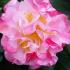 Paramount Plants - Camellia specialist nursery in London selling Camellias online.