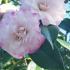 Camellia Japonica Nuccios Pearl, pale pink flowering Camellia with intricate petal formation