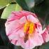 Camellia Oki No Nami with pollinator in Spring