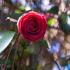 Camellia Japonica Sarah Frost, large double red flowering Camellia for sale online UK