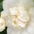 Camellia Snowball, close up of flower and bud showing in the detail the double flowers and evergreen leaves