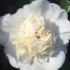 Camellia Japonica Snow Ball - White double Camellia flowers in early Spring, glossy evergreen leaves, suitable for hedging buy online UK